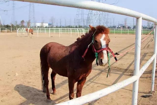 户县新西兰农场好玩吗,西安户县农场