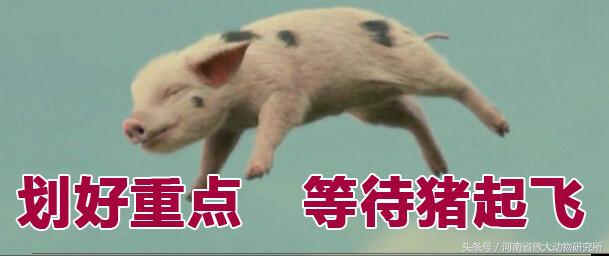 母猪得蓝耳厌食症,母猪厌食症