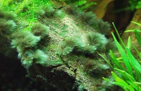 鱼缸里长了许多黑色毛毛,鱼缸里水草上有黑色的附着物