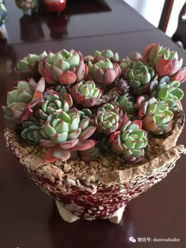 当大妈遇见帅哥,当大妈爱上邻家男孩