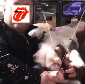 恶霸犬底盘本身就低，毫无疑问，哺乳期就别想动了