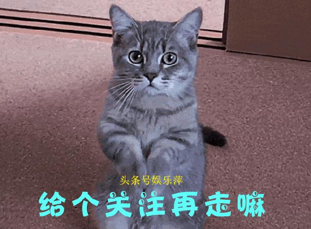 恶霸犬底盘本身就低，毫无疑问，哺乳期就别想动了