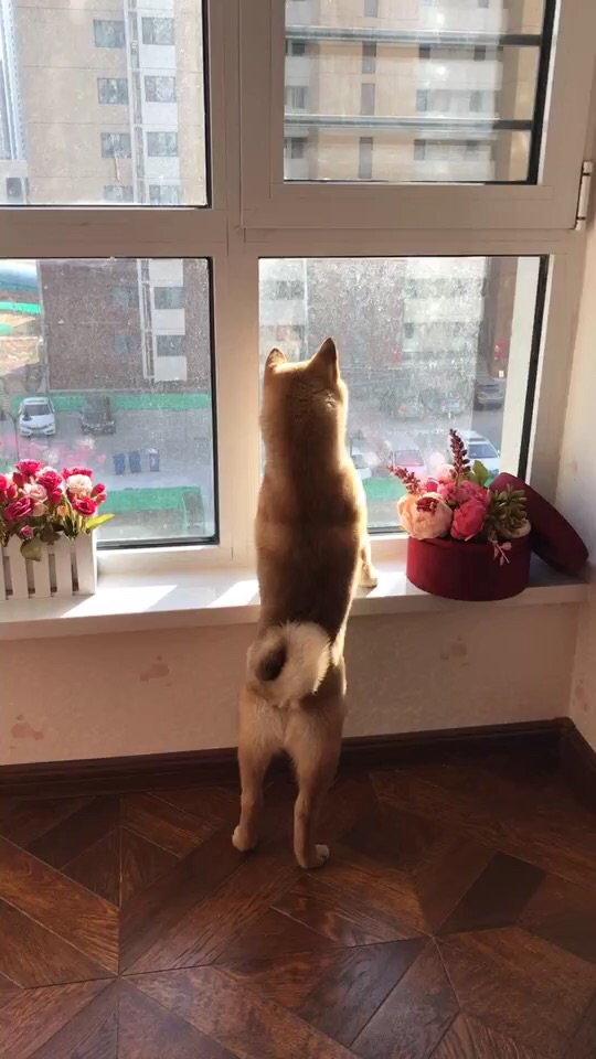 成精的那位，我家的招待可以吧