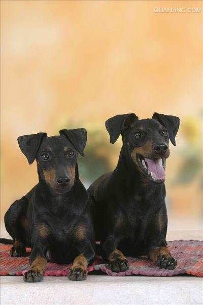 狗狗品种收集大全,收藏狗狗