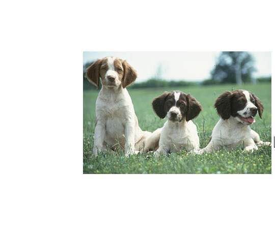 狗狗品种收集大全,收藏狗狗