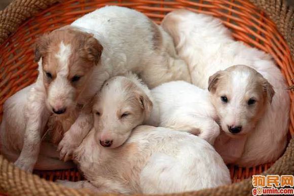 收藏狗狗的图片,收藏宠物集