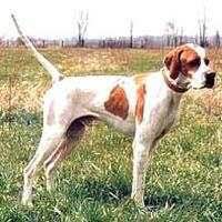 收藏狗狗的图片,收藏宠物集