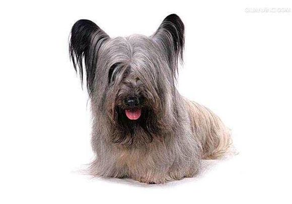 收藏狗狗的图片,收藏宠物集