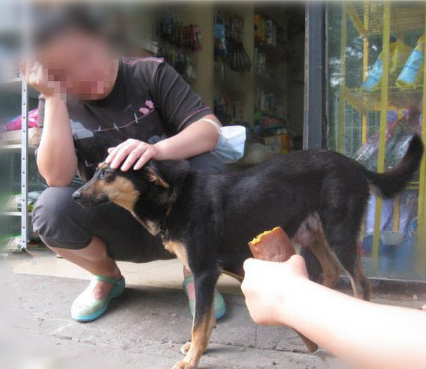 狗狗产后性情大变，追咬路人，被保安*攻围**却做出异样动作让人原谅