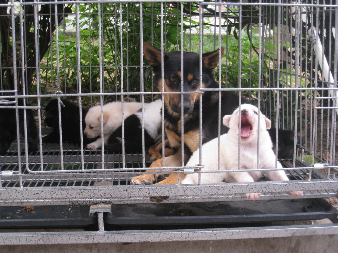 狗狗产后性情大变，追咬路人，被保安*攻围**却做出异样动作让人原谅