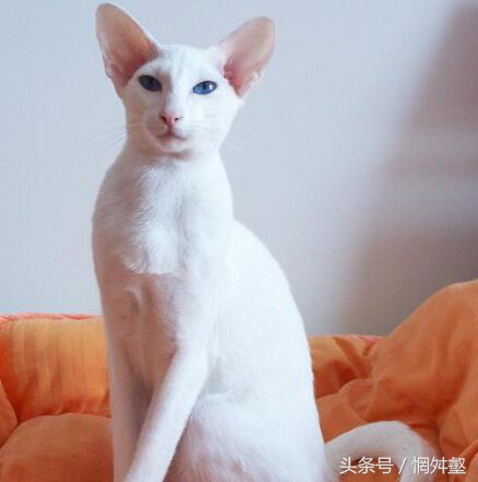 10大常见品种猫优缺点,最有气质的猫