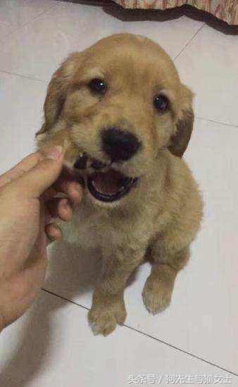 养了只小金毛，竟然趁我不关注偷吃洗衣粉，10分后脸肿成大包子