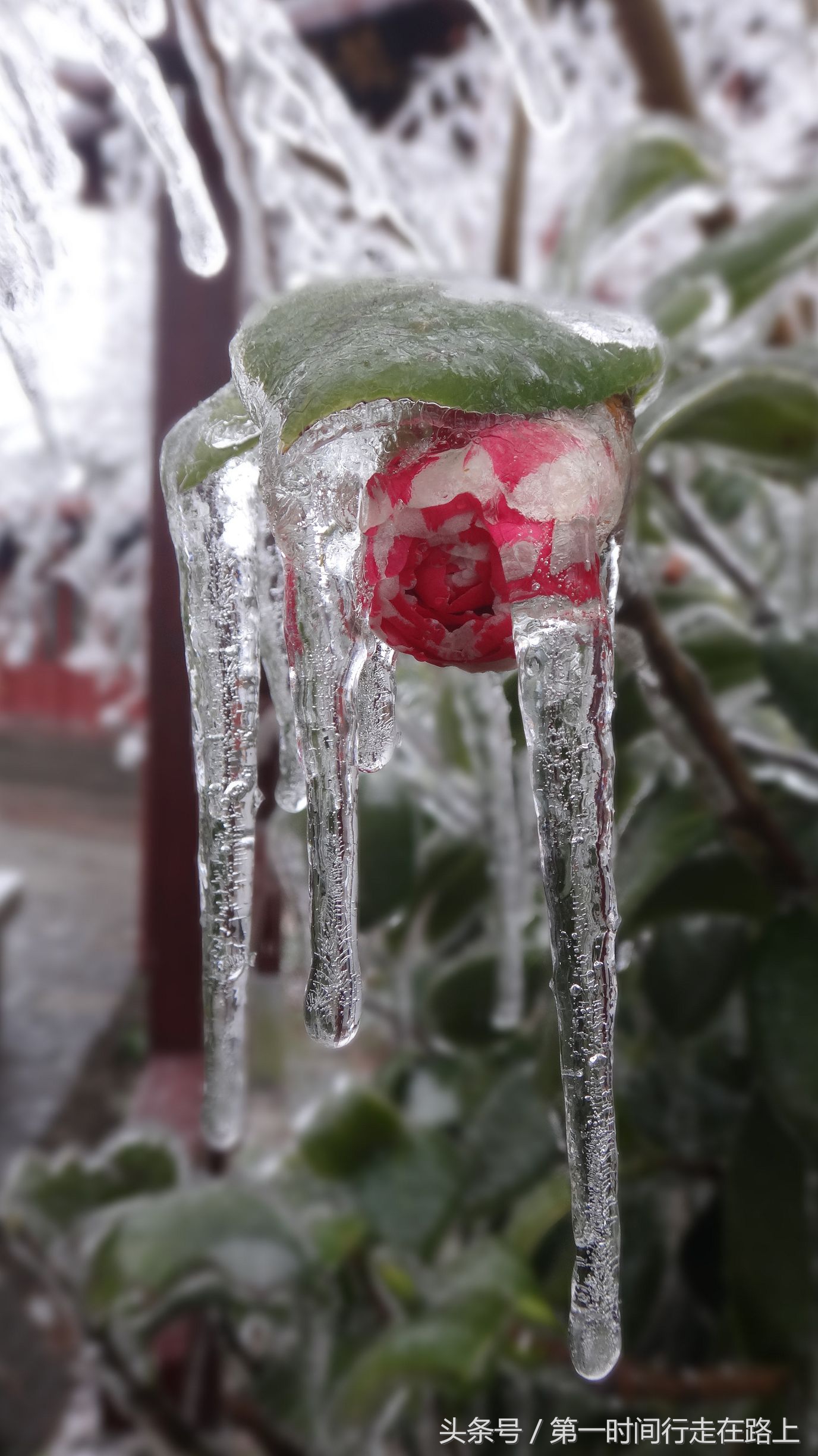 张家界浪漫之地,张家界最浪漫的婚纱