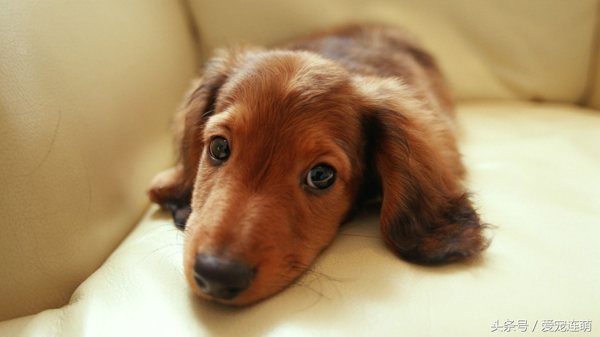 狗狗意外受孕怎么处理,狗狗备孕检查关注事项