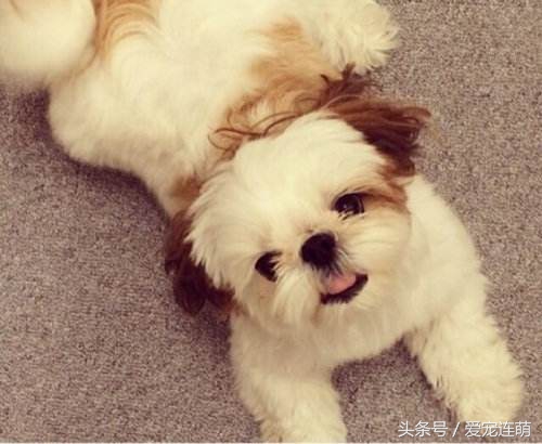 狗狗意外受孕怎么处理,狗狗备孕检查关注事项