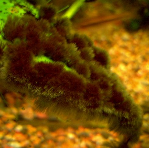 鱼缸里长了许多黑色毛毛,鱼缸里水草上有黑色的附着物