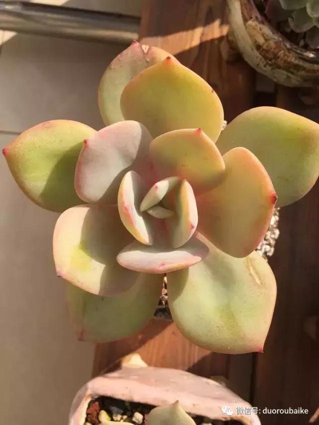 当大妈遇见帅哥,当大妈爱上邻家男孩