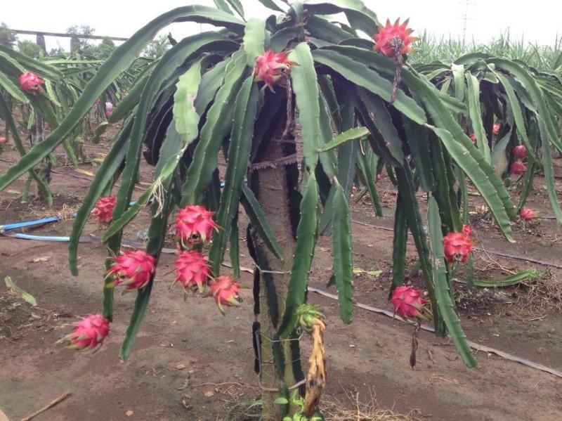 如何挑火龙果分三步,挑火龙果的方法