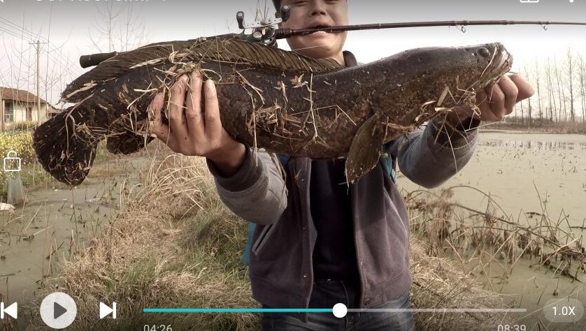 机械师横扫枯叶塘，放牛哥借机洗前耻路亚这条黑鱼真过瘾