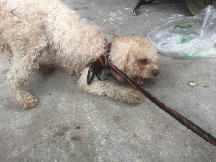 女子晒了自己养的泰迪，网友们炸开了锅，你这还不如去养猪呢