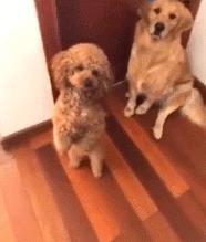 金毛吃起醋来，连自己的孩子都嫉妒