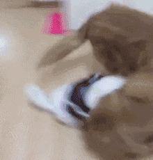 金毛吃起醋来，连自己的孩子都嫉妒