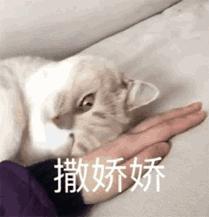 猫咪对着主人喵一声,猫咪对着主人叫但是没声音