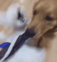 金毛吃起醋来，连自己的孩子都嫉妒