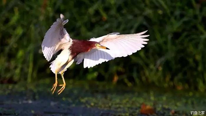 青山荒野垂钓,青山野钓哪里最好玩