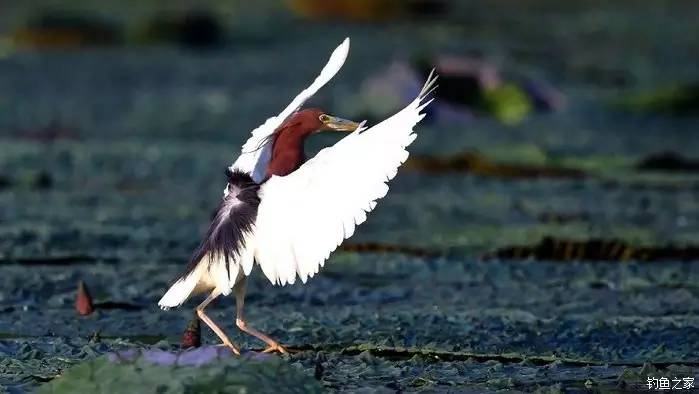 青山荒野垂钓,青山野钓哪里最好玩