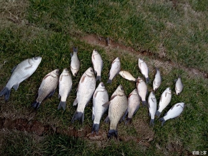 青山荒野垂钓,青山野钓哪里最好玩