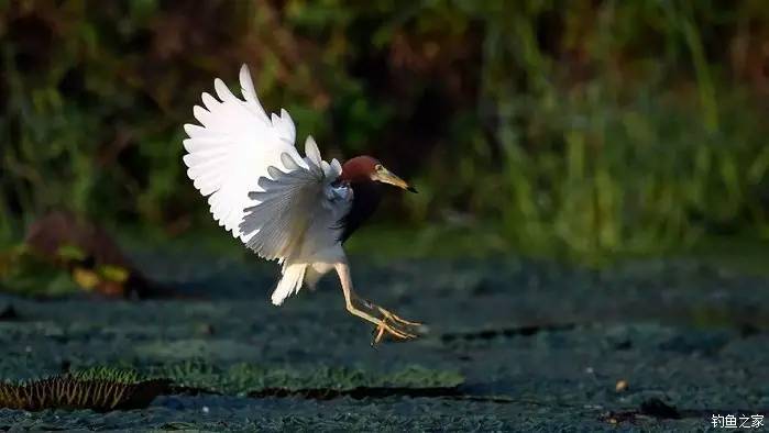 青山荒野垂钓,青山野钓哪里最好玩