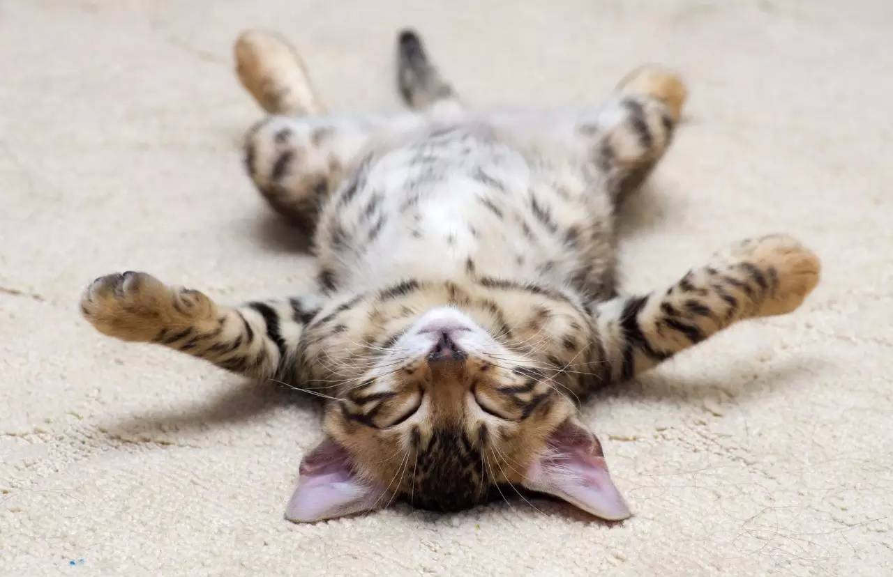 猫主子乱拉尿怎么办,猫主子怎么用棉棒解决