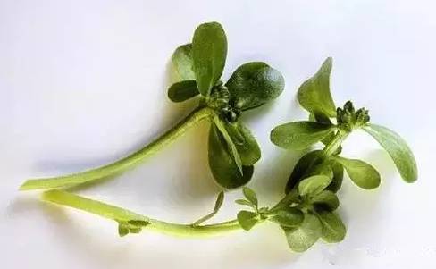 又到挖野菜的季节,又到了挖野菜的季节了是什么意思