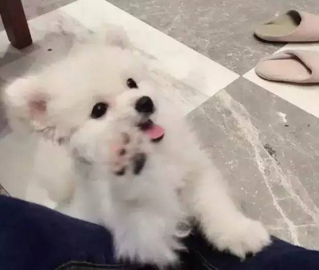 我有犬瘟，但感谢有你！