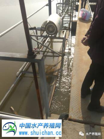 十亩鱼塘如何养出20亩的鱼,10亩鱼池养多少鱼苗