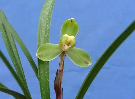 兰花资料卡,兰花资料简介