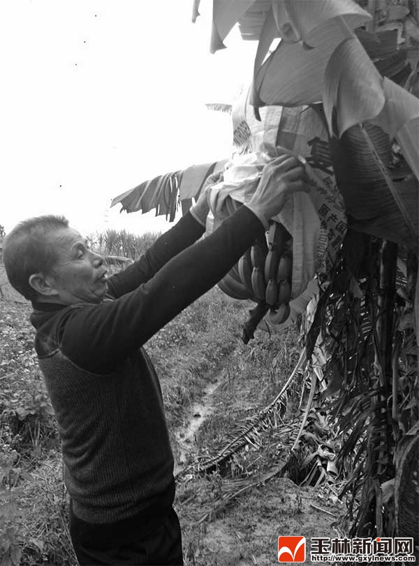 香蕉粉蕉种苗价格,广东香蕉今年冻害严重吗