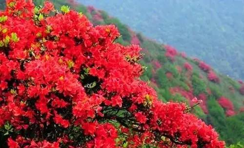 今日关注｜您好我叫从化，这是我的最新简历