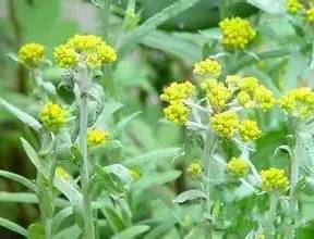 又到挖野菜的季节,又到了挖野菜的季节了是什么意思