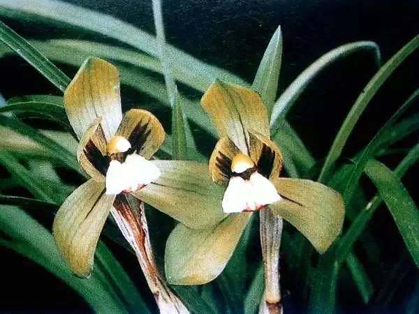 兰花资料卡,兰花资料简介