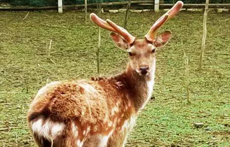 瀹炲脊鐙╃寧鏃呮父,鍥藉唴鐙╃寧涔嬫梾