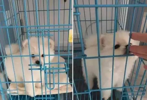 我有犬瘟，但感谢有你！