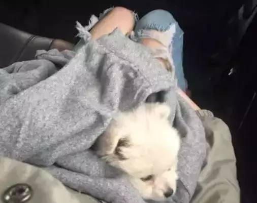 我有犬瘟，但感谢有你！