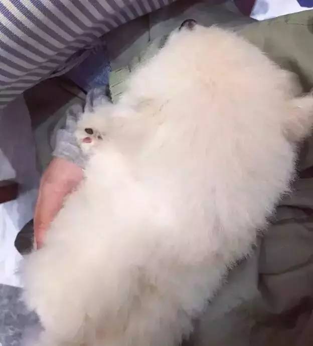 我有犬瘟，但感谢有你！