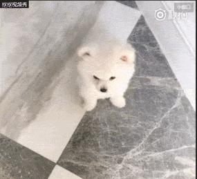 我有犬瘟，但感谢有你！