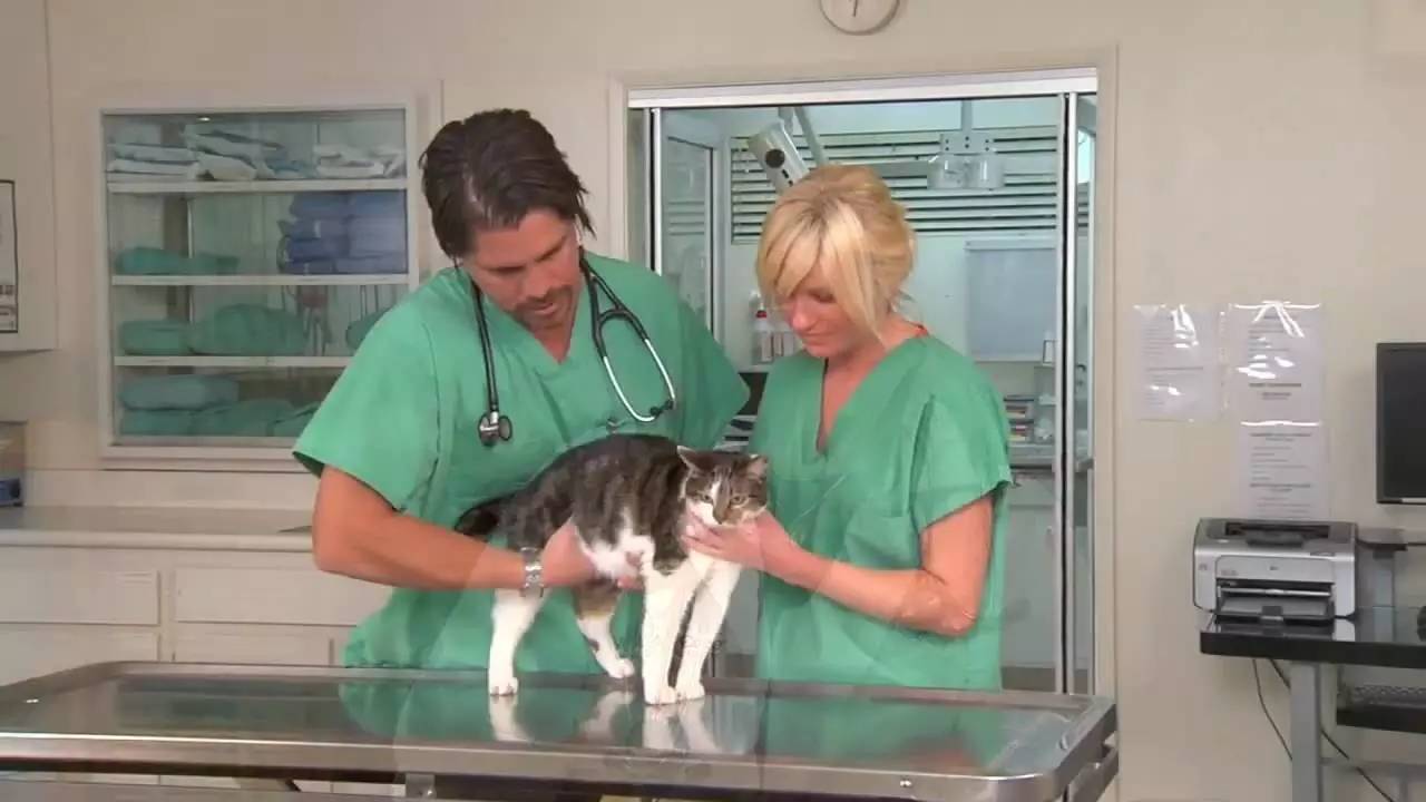 猫主子乱拉尿怎么办,猫主子怎么用棉棒解决