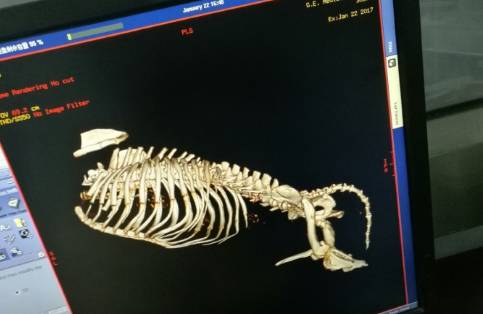 宠物医院的收费到底合不合理,宠物医院天价