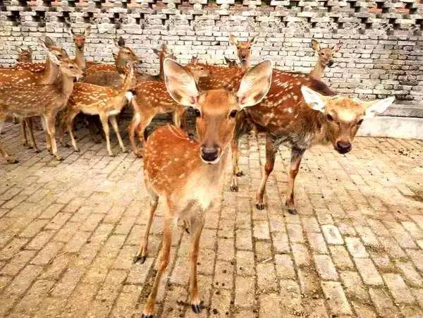 瀹炲脊鐙╃寧鏃呮父,鍥藉唴鐙╃寧涔嬫梾