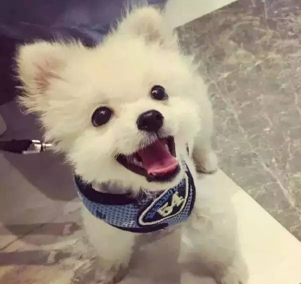 我有犬瘟，但感谢有你！